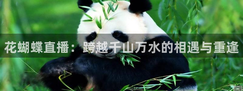 乐球体育：花蝴蝶直播：跨越千山万水的相遇与重逢